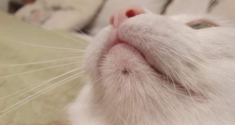 猫咪黑下巴的原因与治疗方法（探究黑下巴问题的成因）