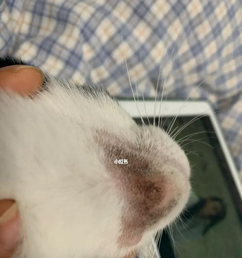 猫咪黑下巴的原因与治疗方法（探究黑下巴问题的成因）