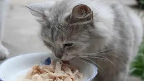 猫咪长时间不吃东西，如何应对（宠物健康需谨慎）