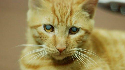 猫咪红眼的原因（探究引起猫咪红眼的多种因素）