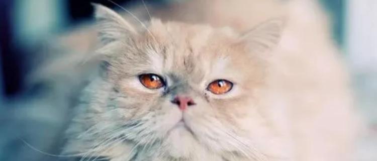 猫咪红眼的原因（探究引起猫咪红眼的多种因素）