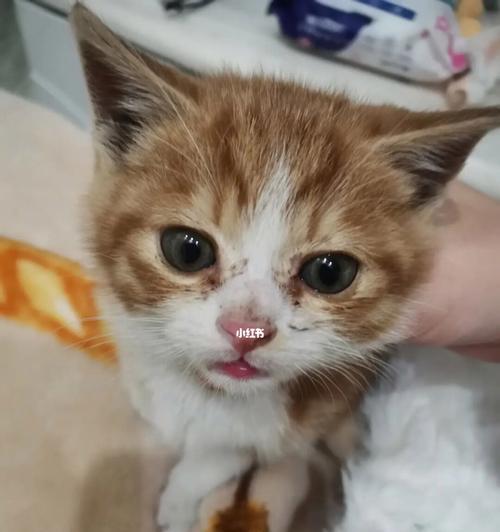 如何治疗宠物猫咪喉咙发炎（预防措施）