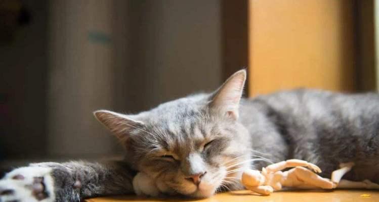 揭秘猫咪呼呼声背后的原因（探究猫咪呼呼声的成因和防治措施）