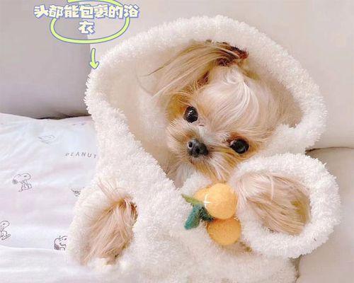 揭秘猫咪后背脱落的真相（为什么会脱落）
