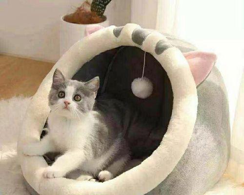 揭秘猫咪后背脱落的真相（为什么会脱落）