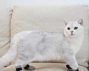 解密猫咪后脚长什么样子（从爪子大小到腿型比例）