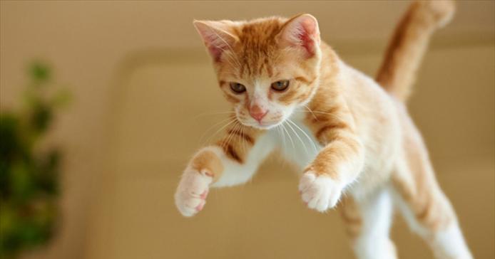 猫咪后腿抽筋的原因解析（揭秘猫咪后腿抽筋的成因以及预防措施）