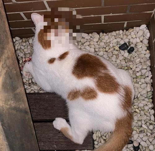 猫咪后腿抽筋的原因解析（揭秘猫咪后腿抽筋的成因以及预防措施）