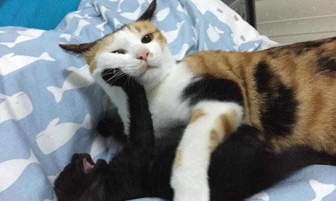 猫咪后腿总是开着（揭开猫咪后腿开着的秘密）