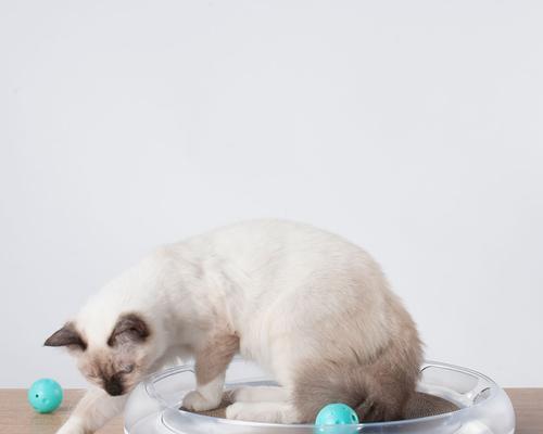 猫咪后退踢玩具的乐趣（探秘猫咪后退踢玩具的神奇行为）