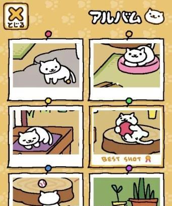 猫咪离奇失踪-探究后院猫的安全问题（宠物猫的生活与安全）