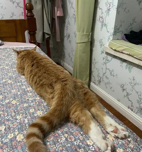 猫咪后肢站立不了，如何治疗（探究猫咪后肢不能站立的原因）