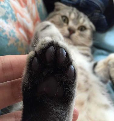 探秘猫咪后爪肉垫的硬痂（猫咪肉垫痂化问题原因分析）