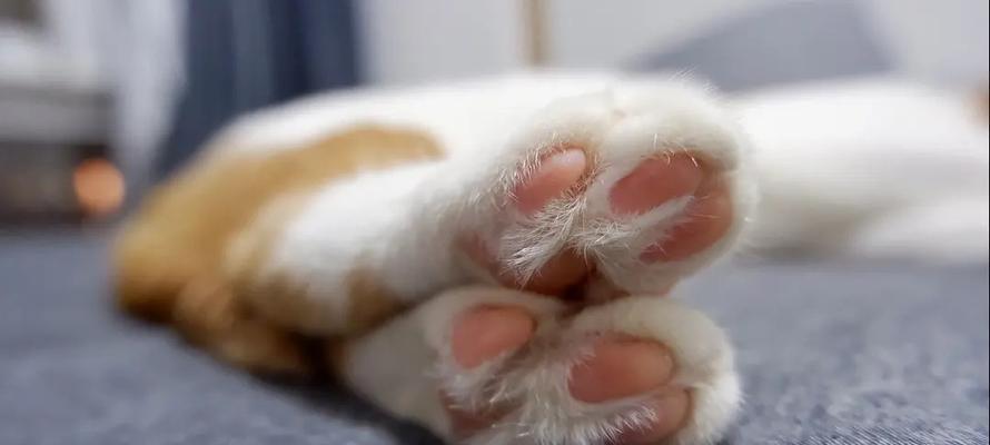 探秘猫咪后爪肉垫的硬痂（猫咪肉垫痂化问题原因分析）