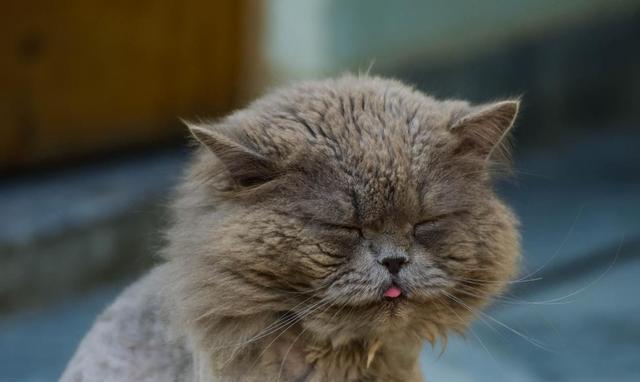 当宠物猫咪呼吸大声流鼻涕时（如何帮助宠物摆脱呼吸道疾病）