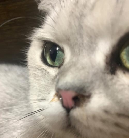 猫咪呼吸道感染——预防与治疗（以宠物为主）