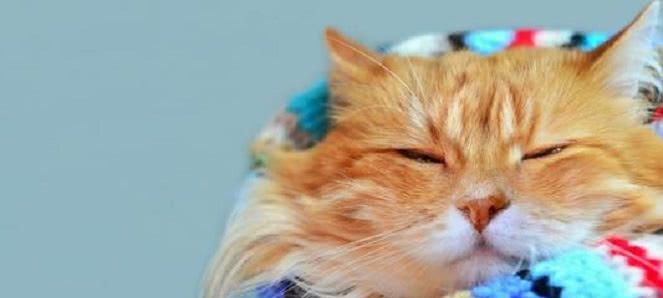 宠物猫咪常常重喘打喷嚏的原因（探究猫咪呼吸急促的种种可能性）