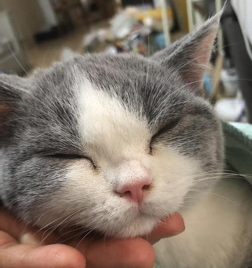 宠物猫咪常常重喘打喷嚏的原因（探究猫咪呼吸急促的种种可能性）