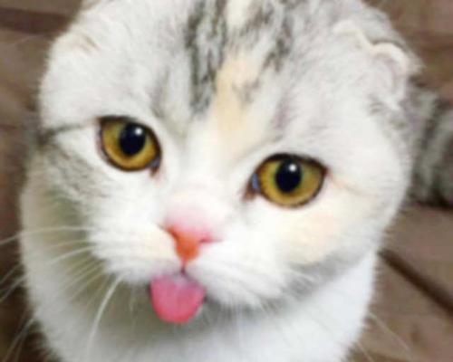 猫咪突然呼吸急促，伸舌头，这是要生了吗（宠物主人必读的猫咪产犬知识）