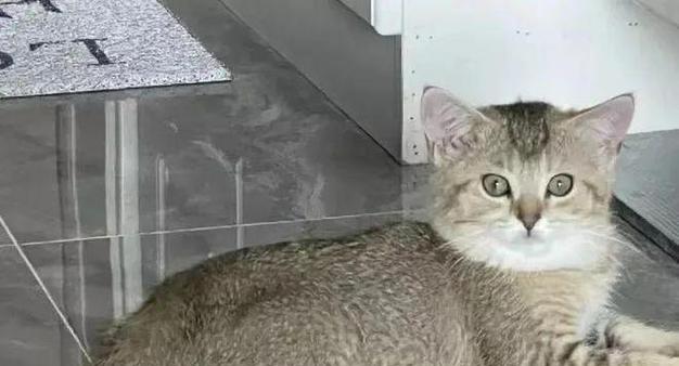 猫咪呼吸急促50次，究竟发生了什么（宠物主人们必读）