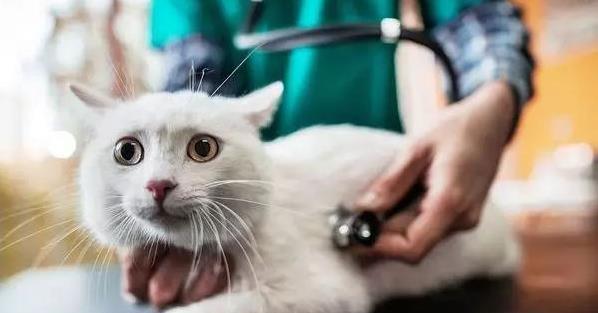 猫咪呼吸快是发烧吗（探究猫咪呼吸快的原因和处理方法）