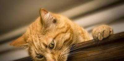 猫咪呼吸快是发烧吗（探究猫咪呼吸快的原因和处理方法）