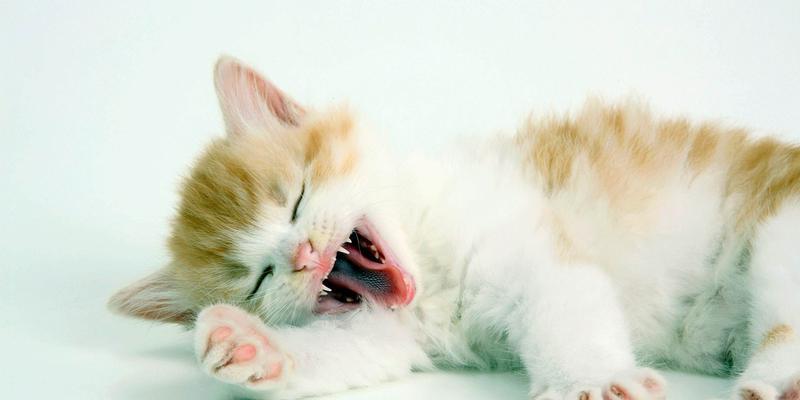 猫咪呼吸快是发烧吗（探究猫咪呼吸快的原因和处理方法）