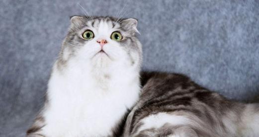 猫咪呼吸困难（宠物猫呼吸异常需重视）
