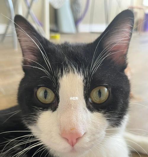 揭开猫咪呼吸噪音大的真相（探究宠物健康问题）