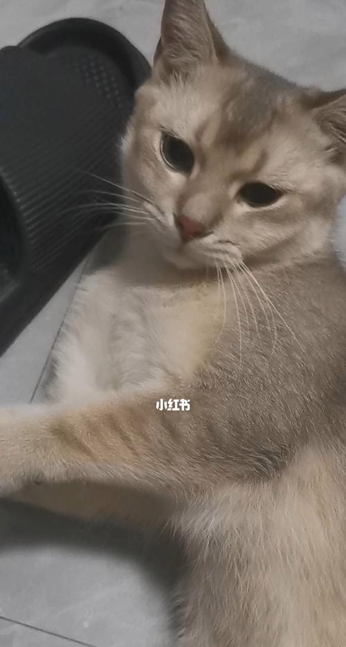 猫咪呼噜声不断，该怎么办（如何了解猫咪呼噜的含义及响应方式）