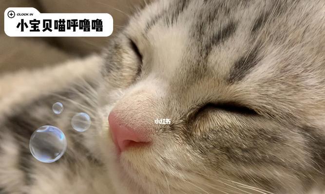 猫咪呼噜声不断，该怎么办（如何了解猫咪呼噜的含义及响应方式）