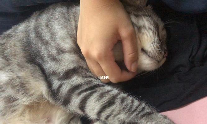猫咪呼噜不停的原因和解决方法（探秘猫咪呼噜现象）