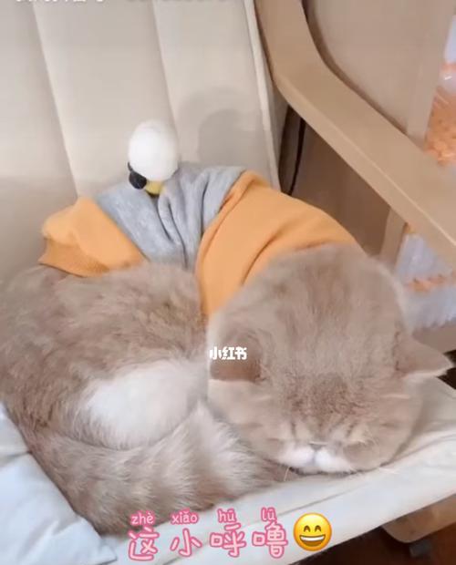 了解猫咪的呼噜声（探究猫咪呼噜的种类和含义）