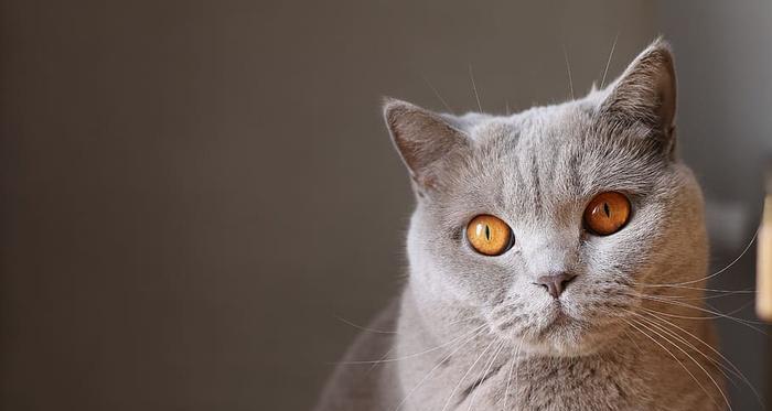 探究猫咪胡须的奥秘（从触觉到情感）