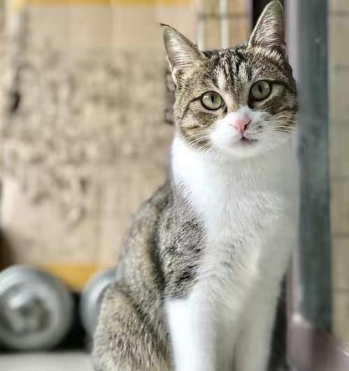 宠物猫咪胡须的神奇之处（探究猫咪胡须长度与体型和猫咪感知世界的关系）