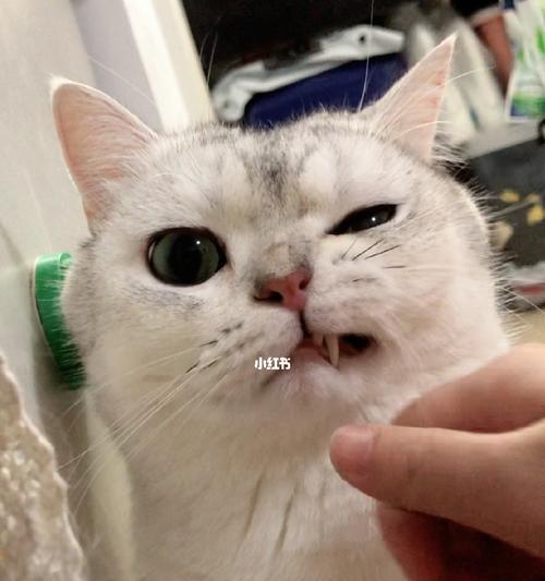 宠物猫咪胡须的神奇之处（探究猫咪胡须长度与体型和猫咪感知世界的关系）