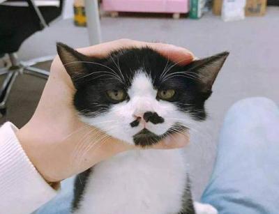 猫咪胡子断一根，与其健康有关（从胡子的作用到营养需求）