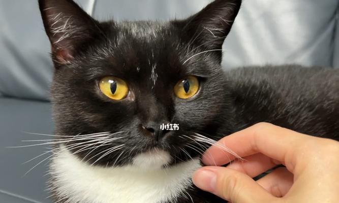 猫咪的胡子为什么是白色（探究猫咪胡须的形成原因与作用）