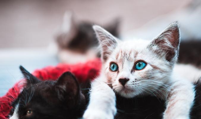 从猫咪花色到遗传定律（探究猫咪花色背后的基因密码）