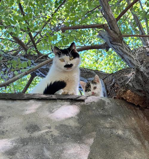 猫咪花园在何处（寻找猫咪天堂的秘密）