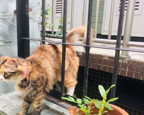 猫咪花园在何处（寻找猫咪天堂的秘密）