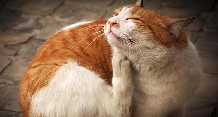 猫咪怀孕护理指南（宠物繁衍健康全靠这些关键措施）