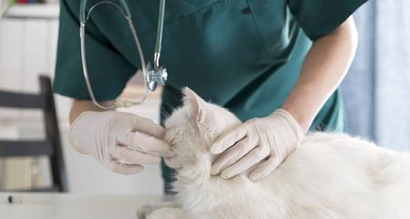 猫咪怀孕护理指南（宠物繁衍健康全靠这些关键措施）