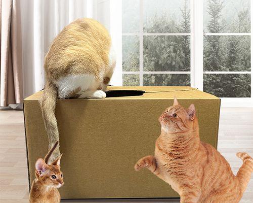 猫咪怀孕护理指南（宠物繁衍健康全靠这些关键措施）
