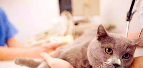 猫咪怀孕后为什么会拉稀（猫咪怀孕拉稀的原因和应对方法）