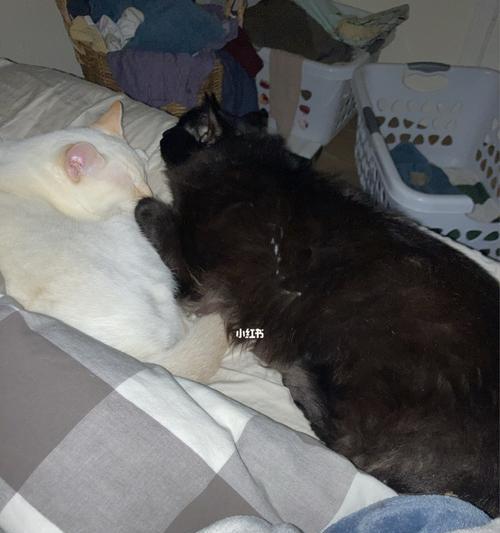 猫咪怀孕后为什么会拉稀（猫咪怀孕拉稀的原因和应对方法）