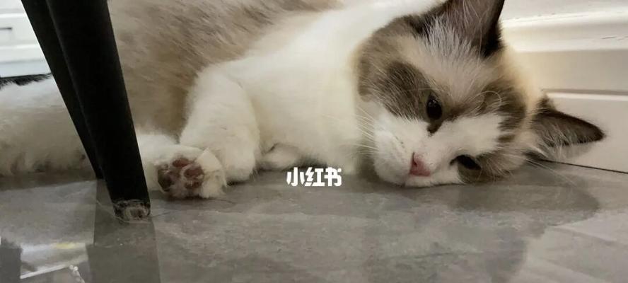 猫咪怀孕后为什么会拉稀（猫咪怀孕拉稀的原因和应对方法）