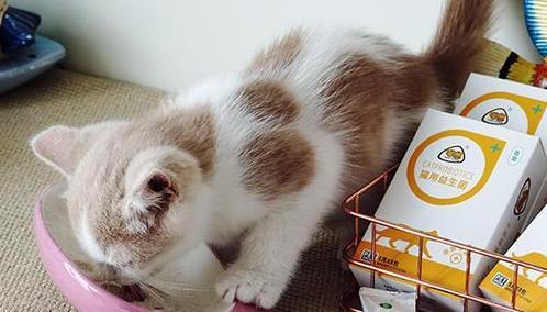 猫咪怀孕期间可以吃益生菌吗（探讨猫咪怀孕期间是否适合食用益生菌及其影响）