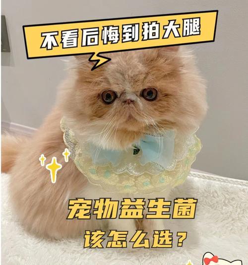 猫咪怀孕期间可以吃益生菌吗（探讨猫咪怀孕期间是否适合食用益生菌及其影响）