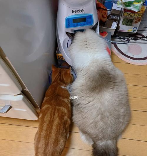 猫咪怀孕后能否继续和它玩耍（宠物怀孕的注意事项和玩耍建议）
